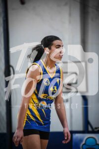 Voley 239